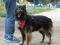 Взрослый пес ищет дом. Фото 2.