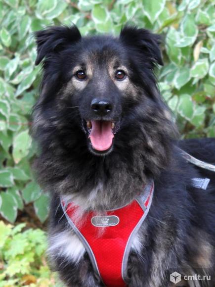 Взрослый пес ищет дом. Фото 4.