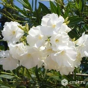 Олеандры. Фото 1.