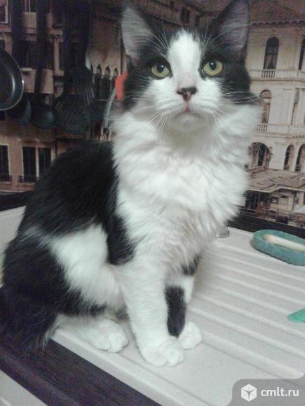 Красивый  котенок  в  добрые  руки. Фото 1.