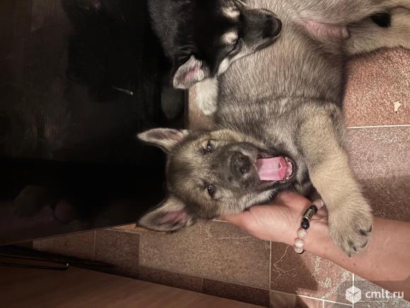 Щенки хаски в добрые руки, окрас агути. Фото 1.