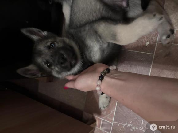 Щенки хаски в добрые руки, окрас агути. Фото 3.