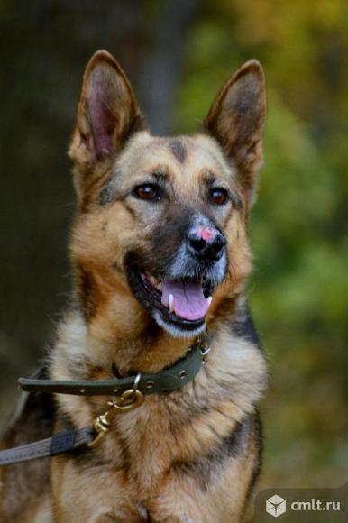 Собака Тайна в добрые руки. Фото 1.