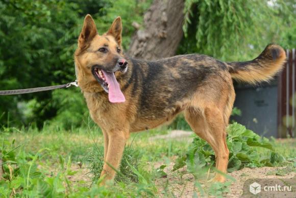 Собака Тайна в добрые руки. Фото 6.