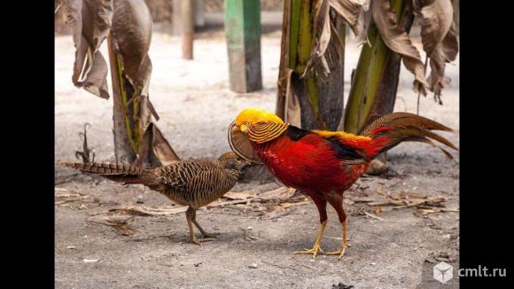 Бентамки, падуаны, кеклики, куры султанки, фазаны разных видов. Фото 1.