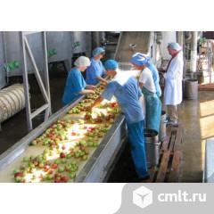 Разнорабочий (сбор и сортировка фруктов). Фото 1.