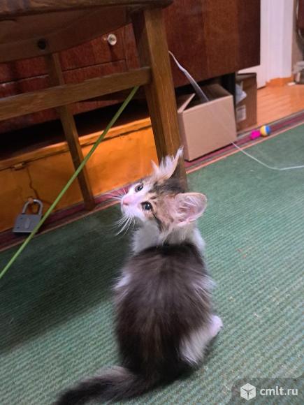 Отдам котёнка в добрые руки. Фото 4.
