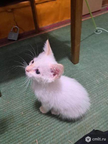 Отдам котёнка альбиносика. Фото 3.