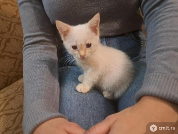 Отдам котёнка альбиносика. Фото 1.