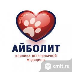 Ветеринарный врач терапевт. Фото 1.