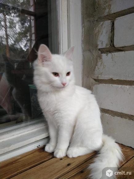 Котёнок в добрые руки. Фото 1.