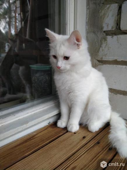 Котёнок в добрые руки. Фото 7.