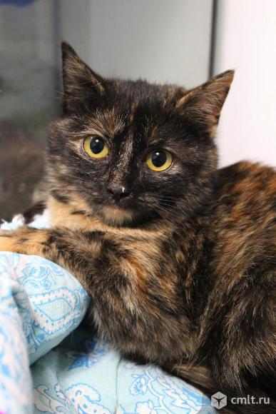 Отдам кошечек добрые руки. Фото 1.