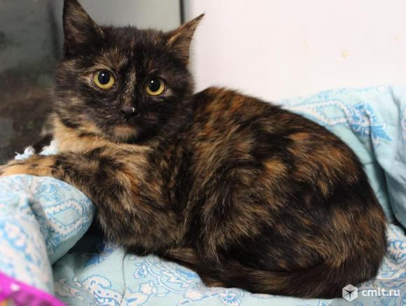 Отдам кошечек добрые руки. Фото 4.