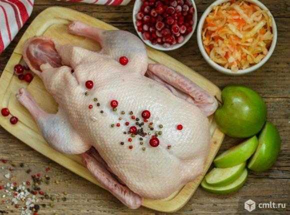 Гуси. Фото 1.