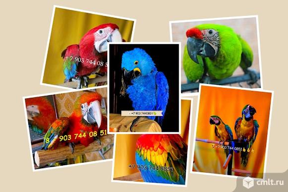 Ручные птенцы попугаев ара из питомника. Фото 1.