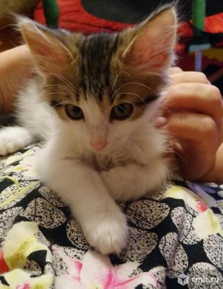 Отдам котёнка в добрые руки. Фото 1.