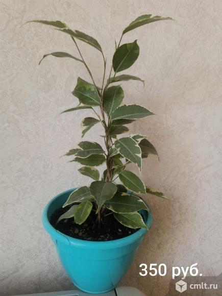 Фикус Бенджамина. Фото 7.