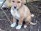 Щенки в добрые руки. Фото 4.