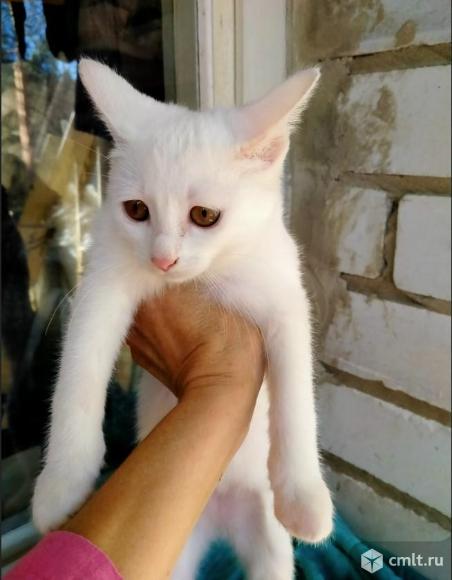 Белая котёнка в добрые руки. Фото 1.
