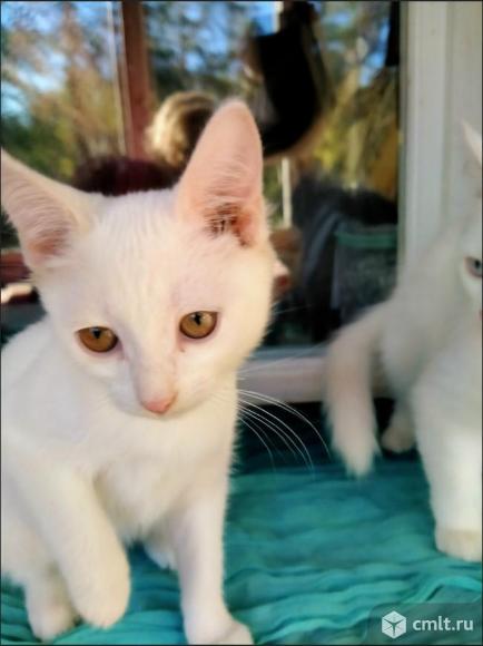 Белая котёнка в добрые руки. Фото 6.