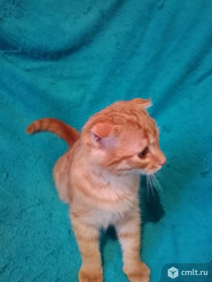 Котенок шотландский вислоухий. Фото 12.