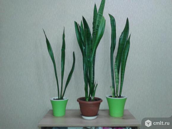 Сансевиерия.. Фото 1.