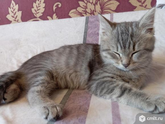 Маленькая котодевочка ищет доброго хозяина. Фото 1.