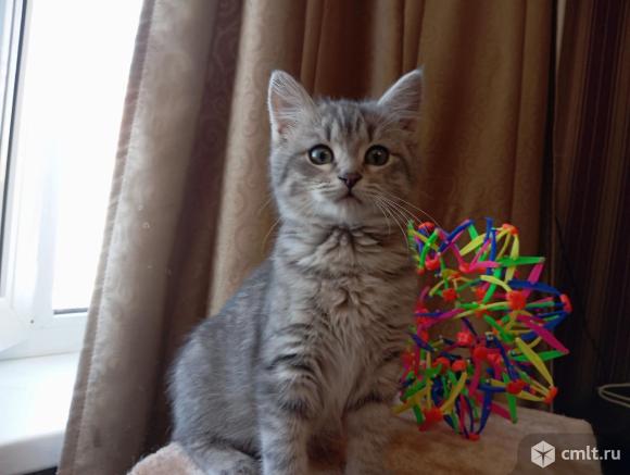 Маленькая котодевочка ищет доброго хозяина. Фото 9.