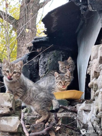 Котятам нужен дом. Фото 1.