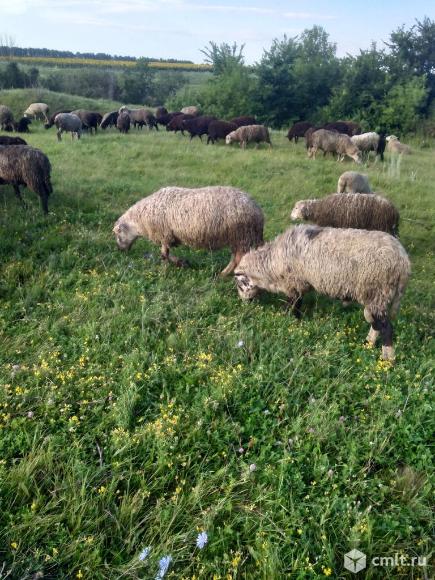 Бараны  овцы скотные на племя. Фото 1.