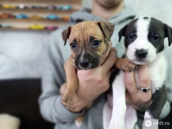Щенки питбуля. Фото 1.