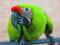 Большой солдатский ара (Ara ambiguus) - ручные птенцы из питомника. Фото 1.
