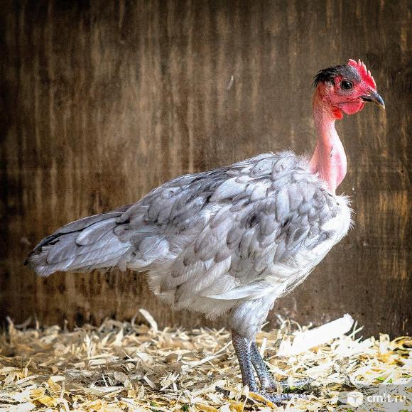 Куры голошейные. Фото 1.