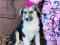Щенки в добрые и ответственные руки. Фото 1.