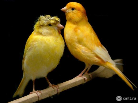 Канарейки. Фото 1.