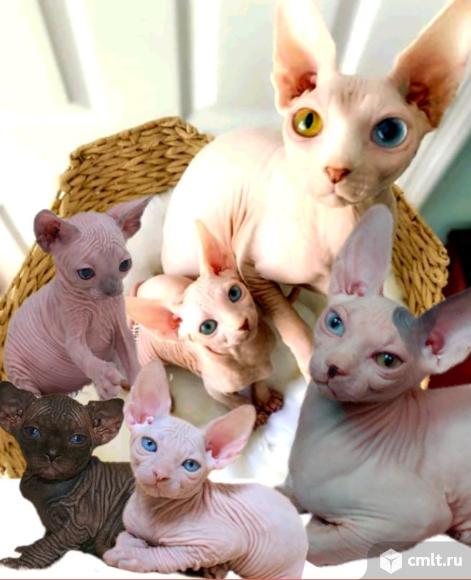 Котята Сфинкс, цветная гетерохромия. Фото 1.