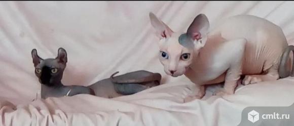 Котята Сфинкс, цветная гетерохромия. Фото 10.