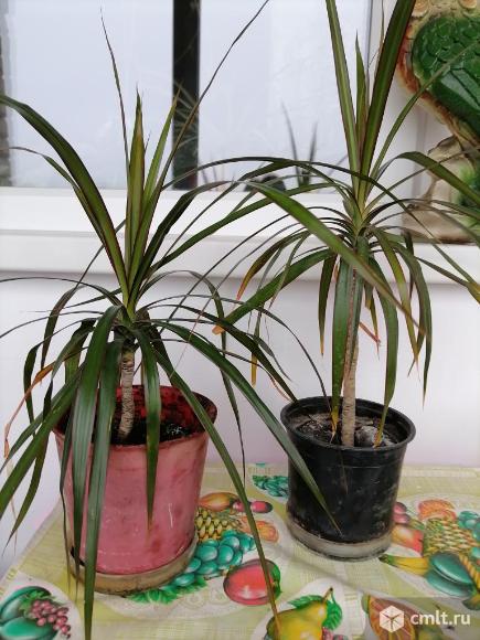 Продам цветок драцена. Фото 1.