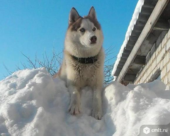 Собачий пух cибирской хаски (вычесывание). Фото 1.