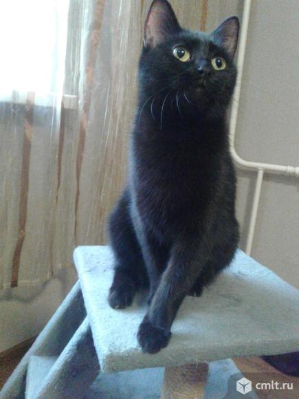 Красивая  молодая  черная  кошка. Фото 1.