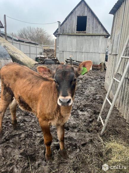 Телочка. Фото 1.