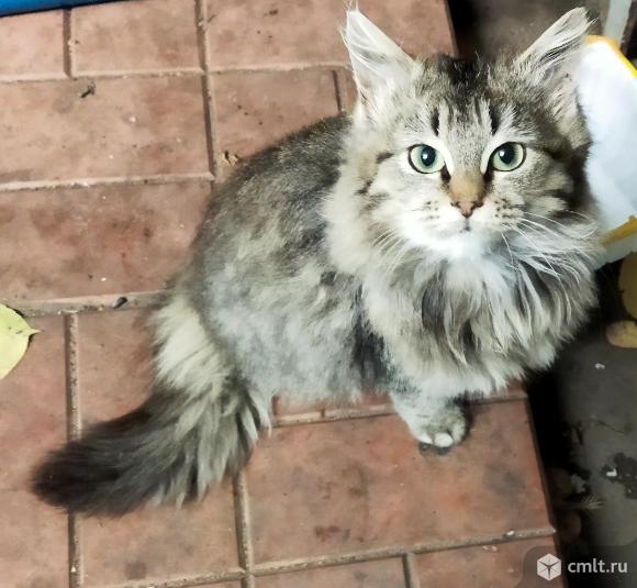 Кошечка котёнок ищет любящий дом. Фото 1.