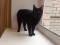 Красивая  черная  кошка  Ракса. Фото 4.