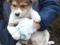 Щенки в добрые руки. Фото 2.