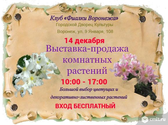 Выставка-продажа комнатных растюх. Фото 1.