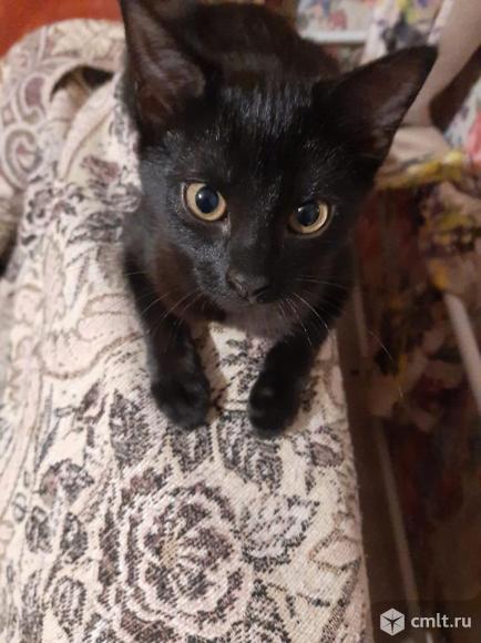 Котята. Фото 1.