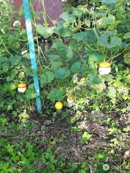 Тыква декоративная «Красная шапочка» Чеснок; Гладиолусы. Фото 8.