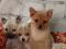 Щенки чихуахуа. Фото 8.