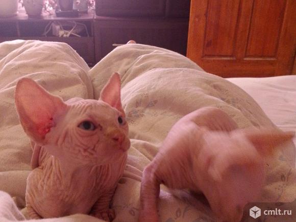 Продам котят Канадского сфинкса.Два мальчика. Фото 1.